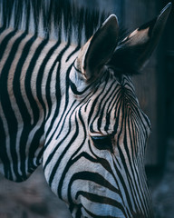 zebra portrait emotion