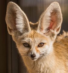 fennec fox portrait