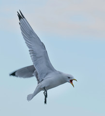 seagull fighting flying