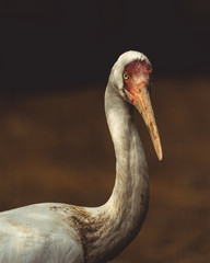 Obraz premium pelican portrait bird