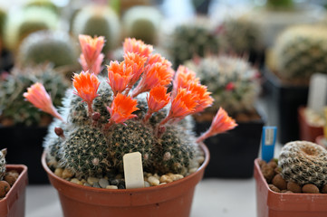 Red flowers on a cactus in a pot.