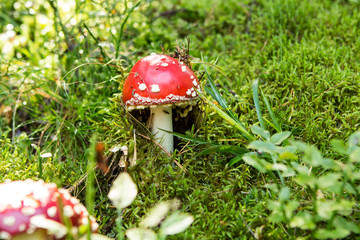 Beautiful Day in Forest with colorful mushrooms