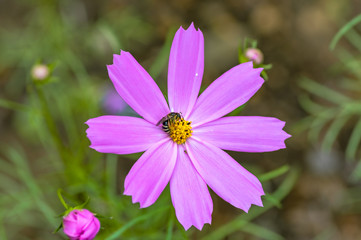 Obraz premium 秋桜とミツバチ