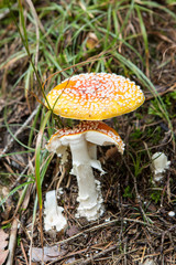 Beautiful Day in Forest with colorful mushrooms