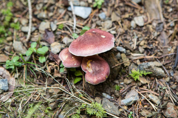 Beautiful Day in Forest with colorful mushrooms