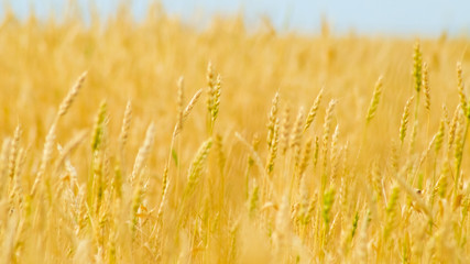 field of ripe wheat at sunset harvesting agriculture