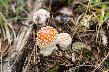 Beautiful Day in Forest with colorful mushrooms