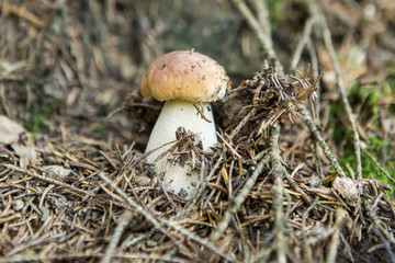 Beautiful Day in Forest with colorful mushrooms