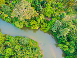 Curve of river in green tropical rain forest