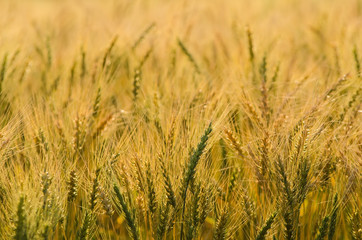 Beautiful barley field wait for harvest