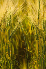 Beautiful barley field wait for harvest
