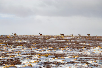 Obraz premium Breathtaking Bolivian Scenery - Deserts, salt flats, sunrise, sunset, vicuna, llama, lama, cactus, snow, lakes, flamingos 