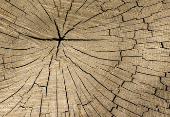 Fototapeta premium The texture of the old stump. Macro