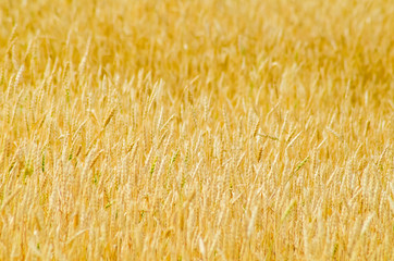 field of ripe wheat at sunset harvesting agriculture