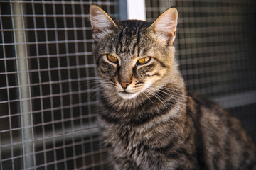 A stray cat staring into the camera