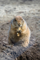Cute wild beaver eating in nature