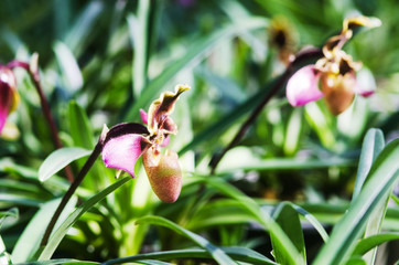 Naklejka na ściany i meble Beautiful Paphiopedeilum or Lady slipper orchid