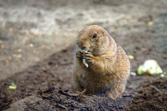 Cute wild beaver eating in nature
