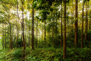 Teak forest with morning light