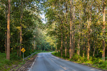 Obraz premium The road, Teak forest and the morning light