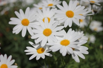 Daisies in the garden.