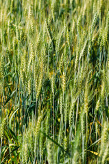 Beautiful barley field wait for harvest