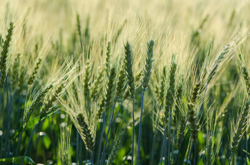 Beautiful barley field wait for harvest