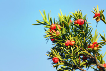 Obraz premium Yew or Taxus baccata on blue sky background, green branch and red mature cones