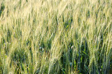 Beautiful barley field wait for harvest