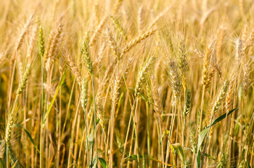 Beautiful barley field wait for harvest