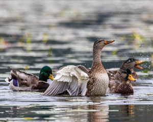ducks in water