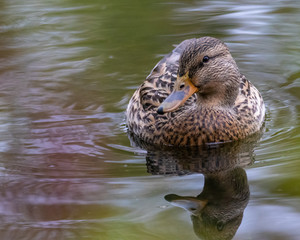 duck in the water
