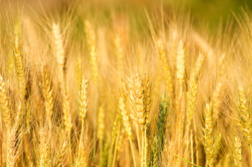 close up of beautiful barley field, plantation in northern of Thailand wait for harvest, low depth of field.