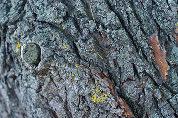 Wooden texture - a bark of an old tree