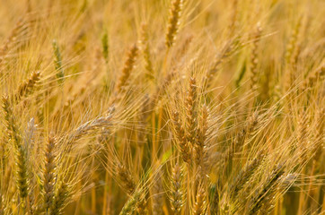 Beautiful barley field wait for harvest