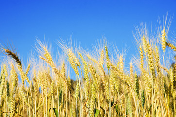 Beautiful barley field wait for harvest
