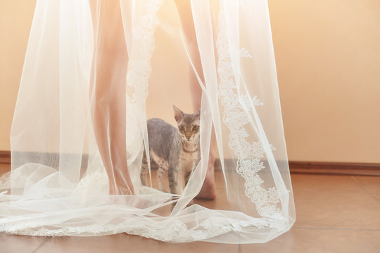 Funny cat climbed under the veil of the bride.