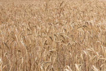 Ripe wheat field, natural beautiful background.