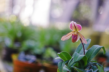 Closeup of Paphiopedeilum or Lady slipper orchid