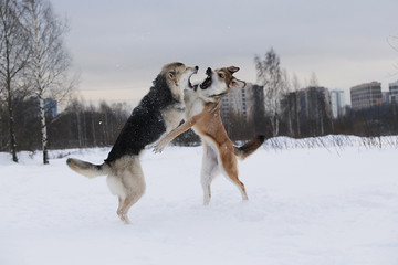 Two mongrel dogs fighting over a snow backgroung