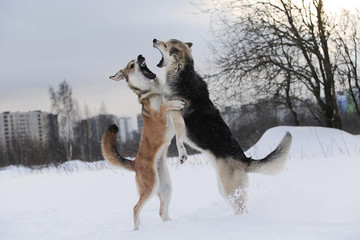 Two mongrel dogs fighting over a snow backgroung