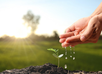 Fototapeta premium Farmer's hand watering a young plant on green bokeh nature