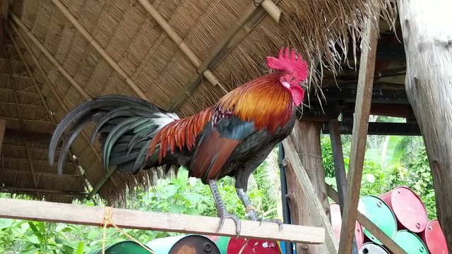 Colorful bantam chickens stand on wooden poles. 