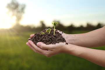 Fototapeta premium Agriculture. Farmer and nature baby plant in hands.