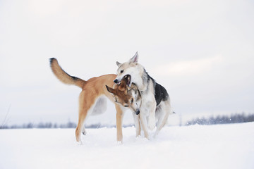 Two mongrel dogs fighting over a snow backgroung