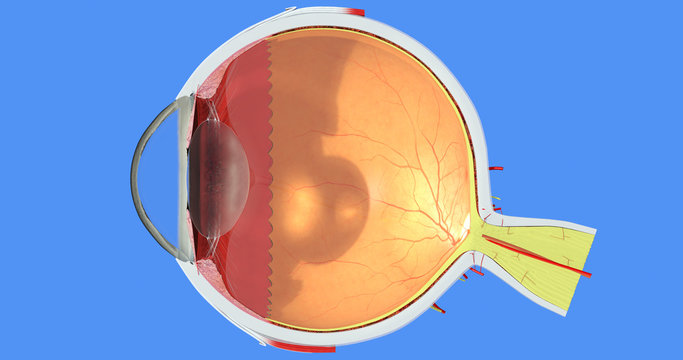 Eye anatomy 20. Sclera, iris, cornea, retina, choroid, vitreous and ciliary body, lens, vessel, muscle, nerve. Accurate, highly detailed and realistic illustration showing main parts. Blue background.