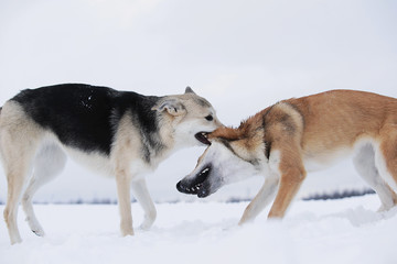Two mongrel dogs fighting over a snow backgroung