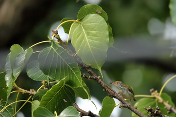Common warbler Is living on the big tree