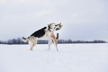 Fototapeta na wymiar Two mongrel dogs fighting over a snow backgroung