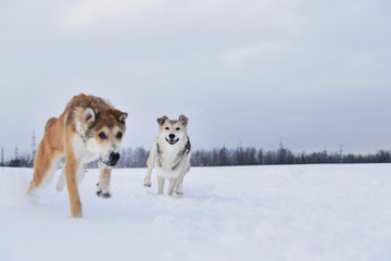 View at two dogs playing and running to each other in a meadow.
